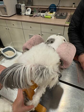 Full leaked Lovxena private onlyfans photo